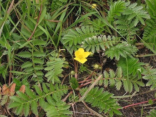 Potentilla anserina
