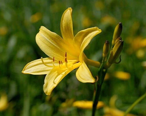 Hemerocallis lilioasphodelus