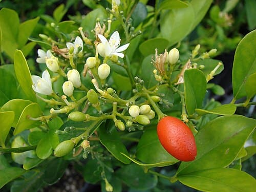 Murraya paniculata