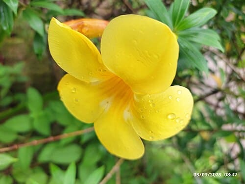 Allamanda cathartica