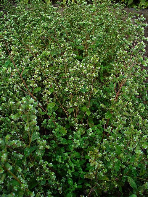 Origanum majorana