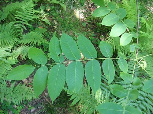 Juglans cinerea