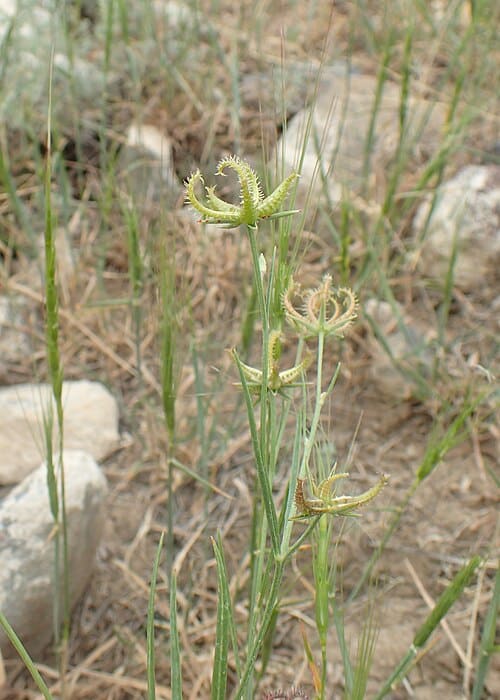 Koelpinia linearis