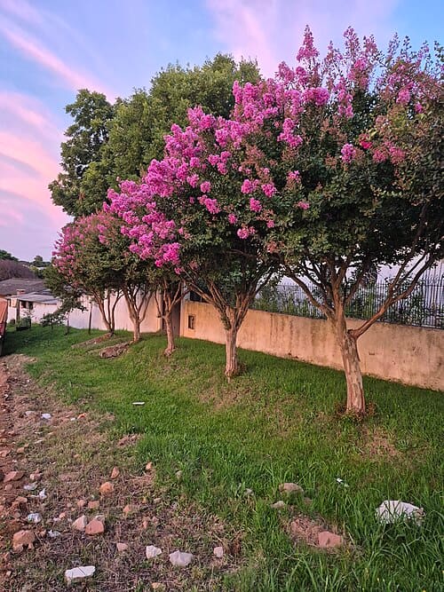 Lagerstroemia indica