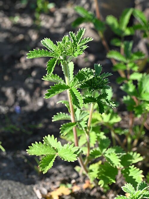 Potentilla griffithii, standing in for Potentilla griffithii var. velutina