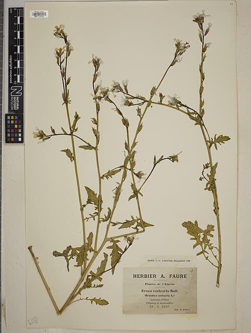 Eruca vesicaria