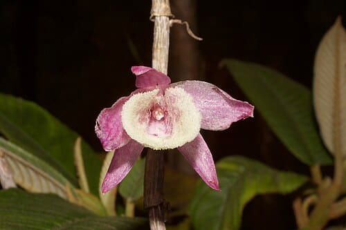 Dendrobium primulinum