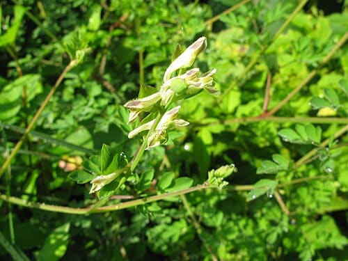Corydalis ochotensis