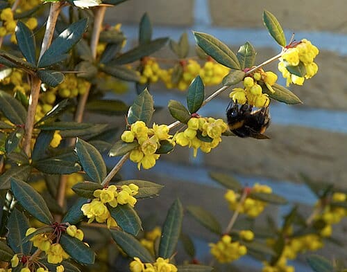 Berberis julianae