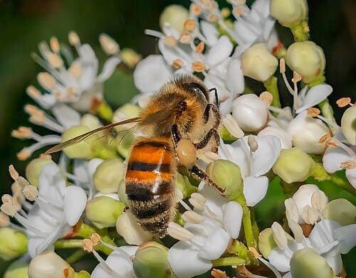 Apis mellifera