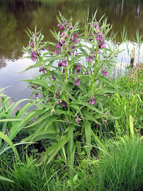 Symphytum officinale