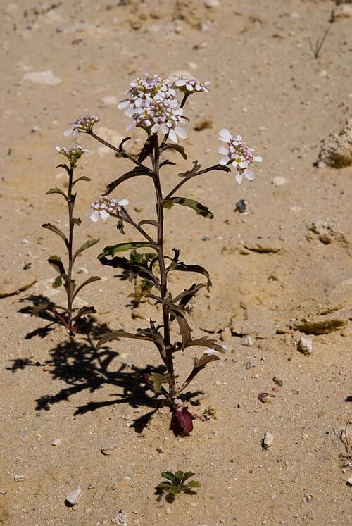 Iberis amara