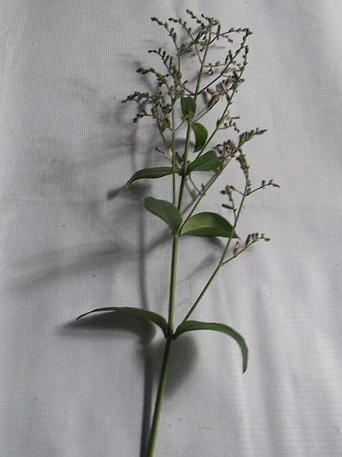 Andrographis lineata