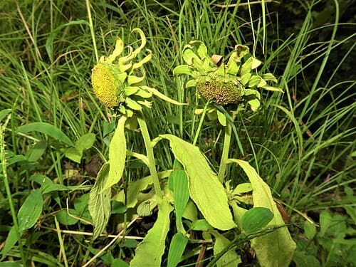 Carpesium macrocephalum