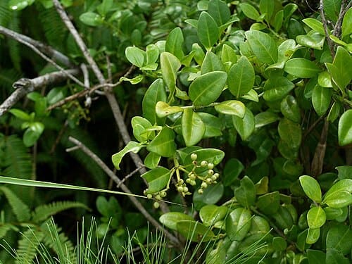 Psychotria serpens