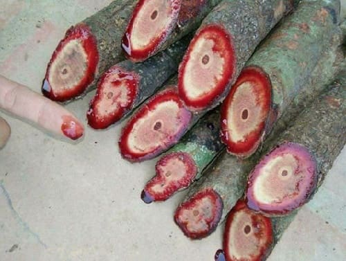 Millettia dielsiana