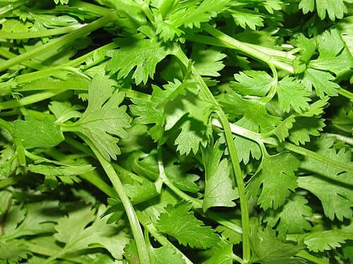 Coriandrum sativum