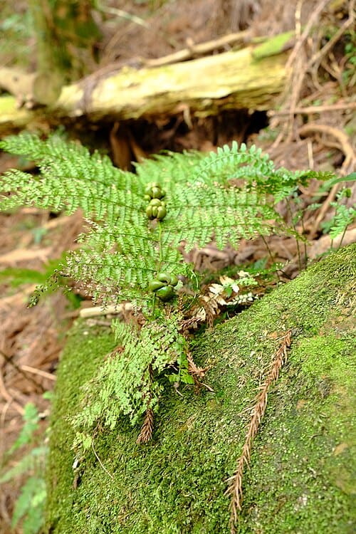 Monachosorum henryi