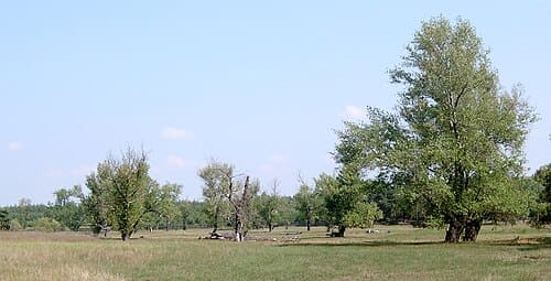 Populus nigra, standing in for Populus nigra var. thevestina