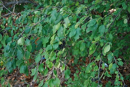 Rhamnaceae