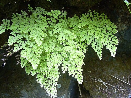 Adiantum
