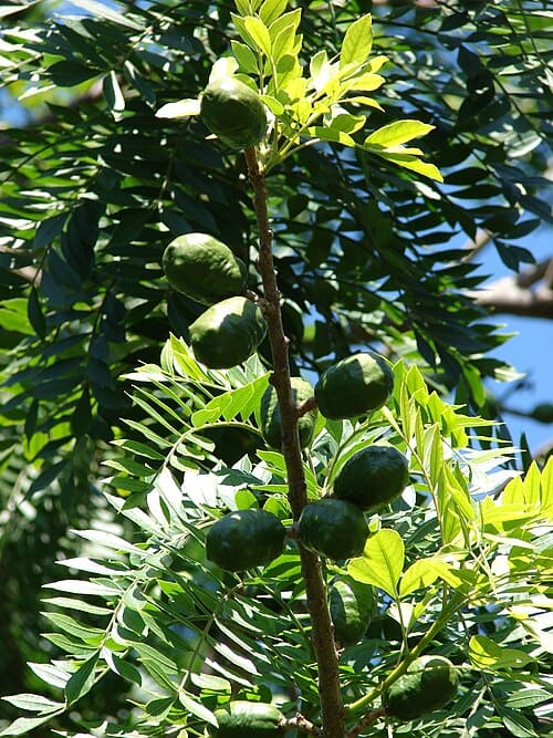 Spondias, standing in for Spondias axillaris