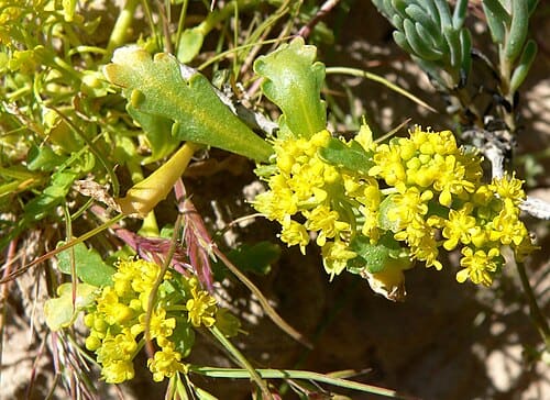 Lepidium, standing in for Lepidium rotundifolium