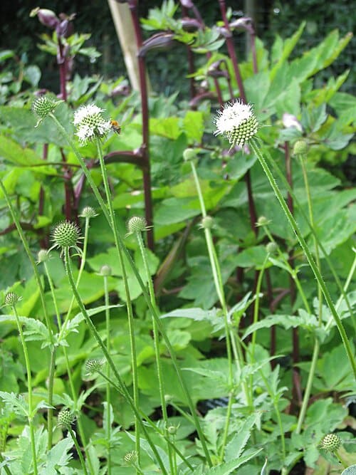 Dipsacus asper