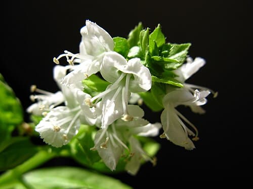 Ocimum, standing in for Ocimum sanctum