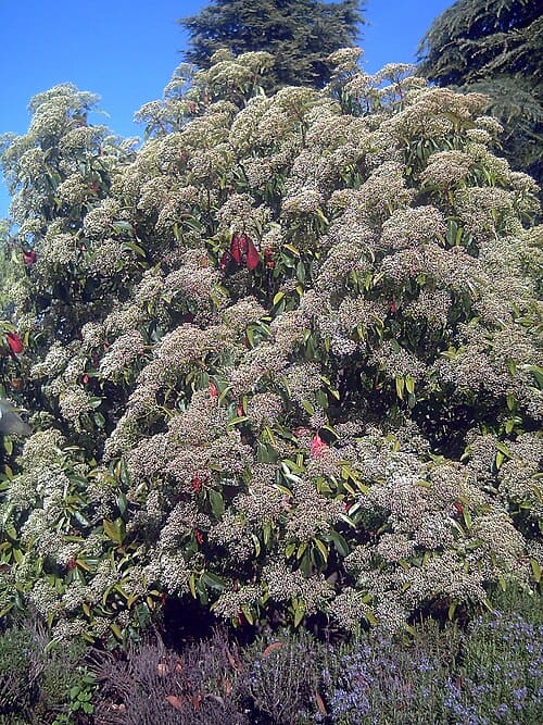 Photinia serratifolia