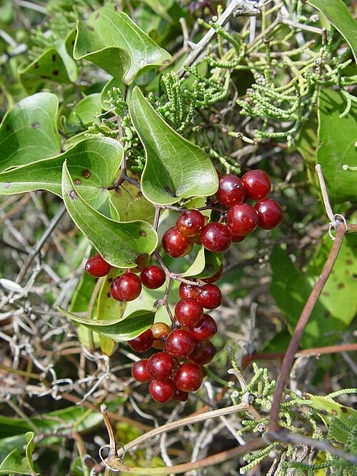 Smilax, standing in for Smilax tetrandra