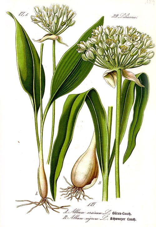 Allium, standing in for Allium macklinii