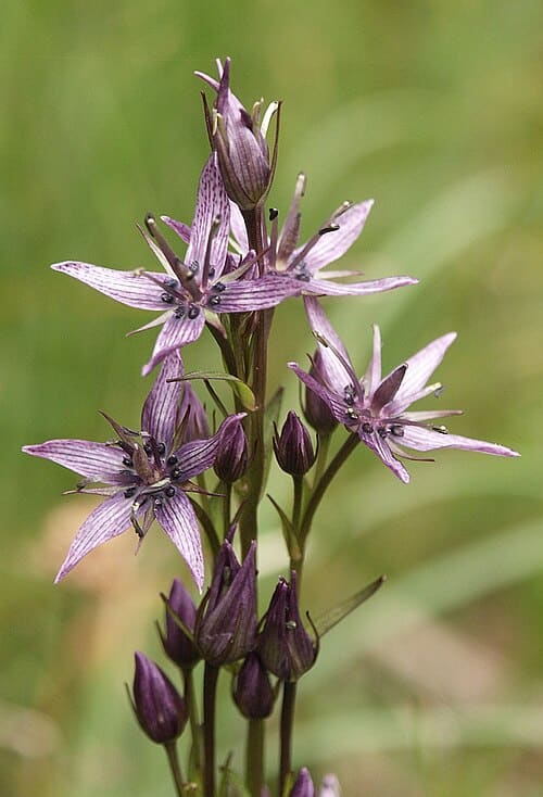 Swertia, standing in for Swertia mileensis