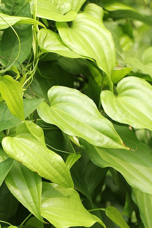 Stemona japonica