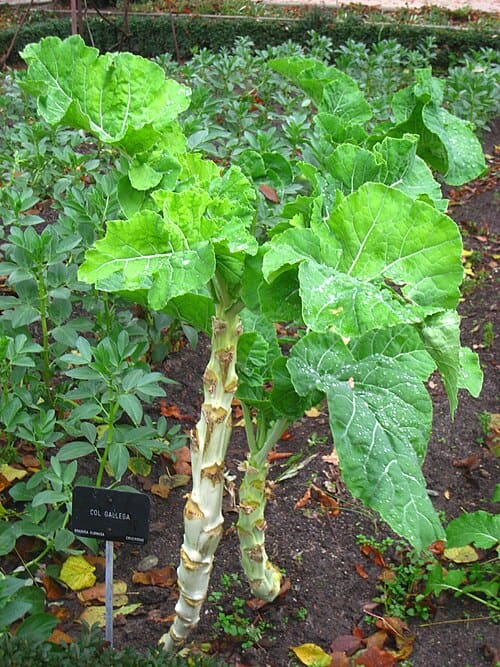 Brassica oleracea