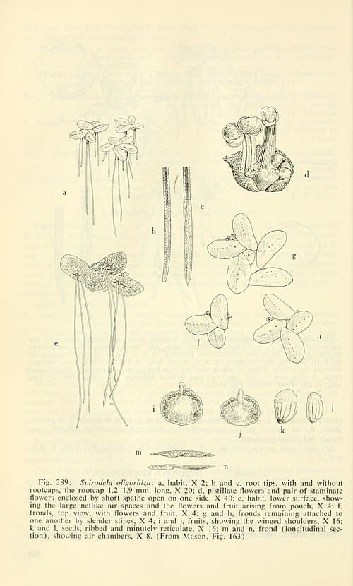 Spirodela oligorrhiza
