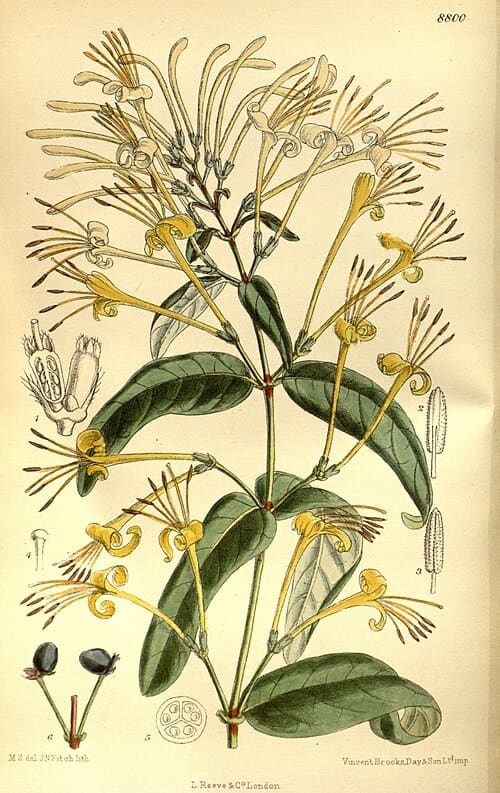 Lonicera similis