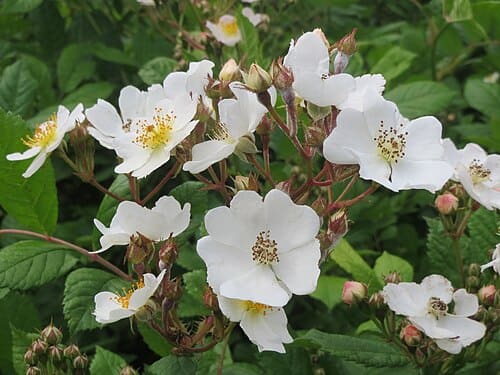 Rosa multiflora