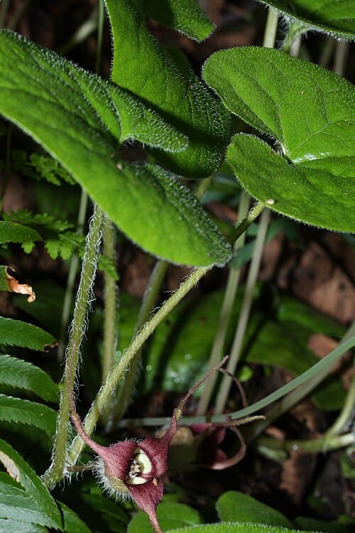 Asarum, standing in for Asarum macranthum