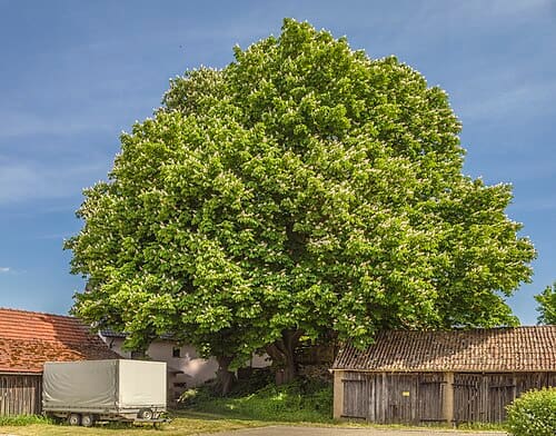 Aesculus hippocastanum