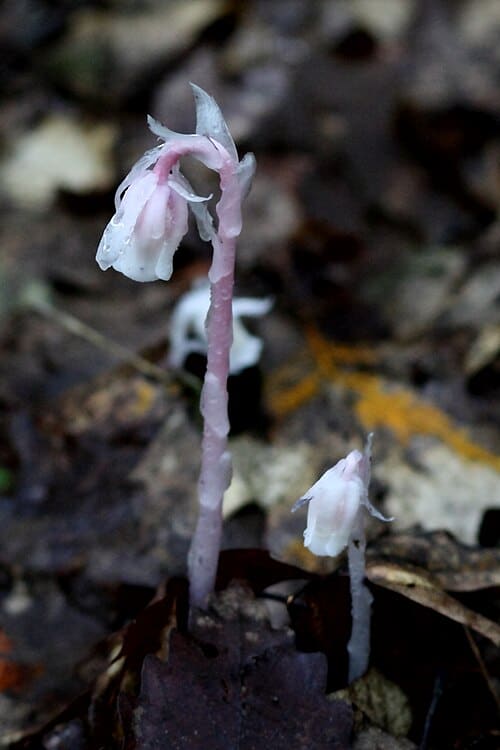 Monotropa uniflora