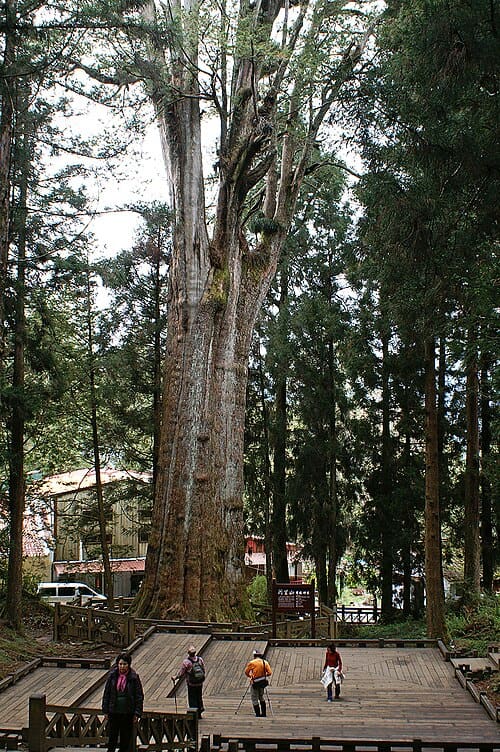 Chamaecyparis formosensis