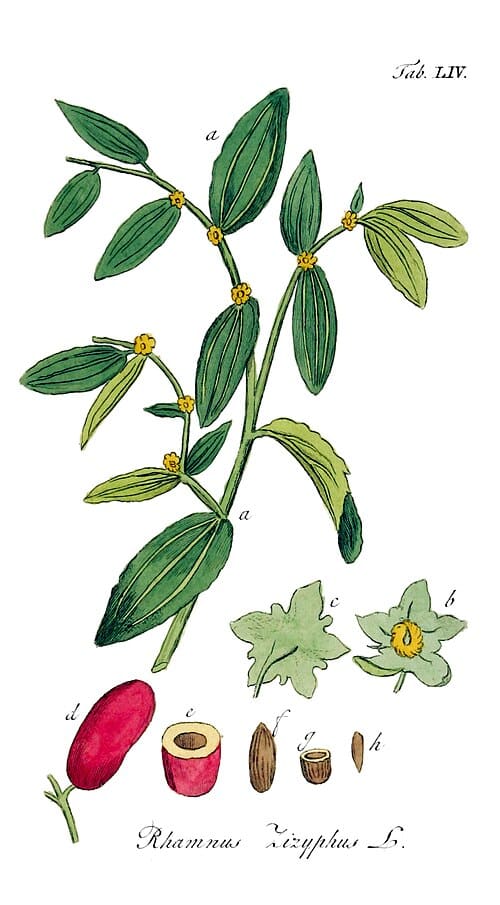 Ziziphus, standing in for Ziziphus javanica