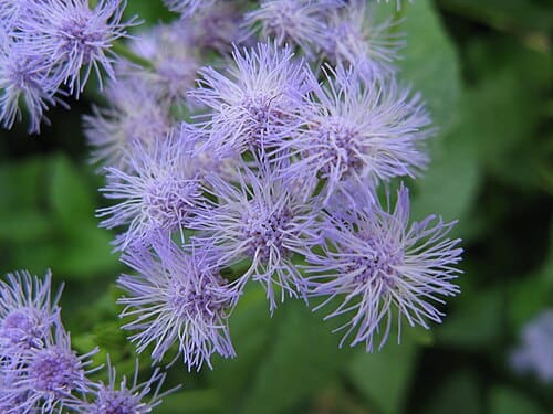 Eupatorium coelestinum