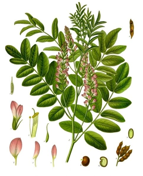 Glycyrrhiza, standing in for Glycyrrhiza americana