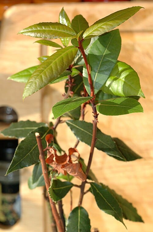 Lauraceae, standing in for Daphnidium