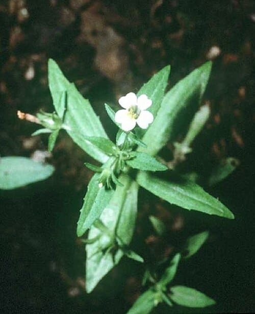 Gratiola