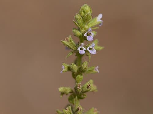 Salvia plebeia