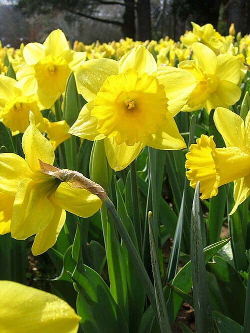 Narcissus, standing in for Narcissus tazetta var. sierra
