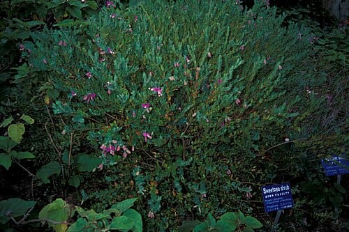 Polygala, standing in for Polygala caudata